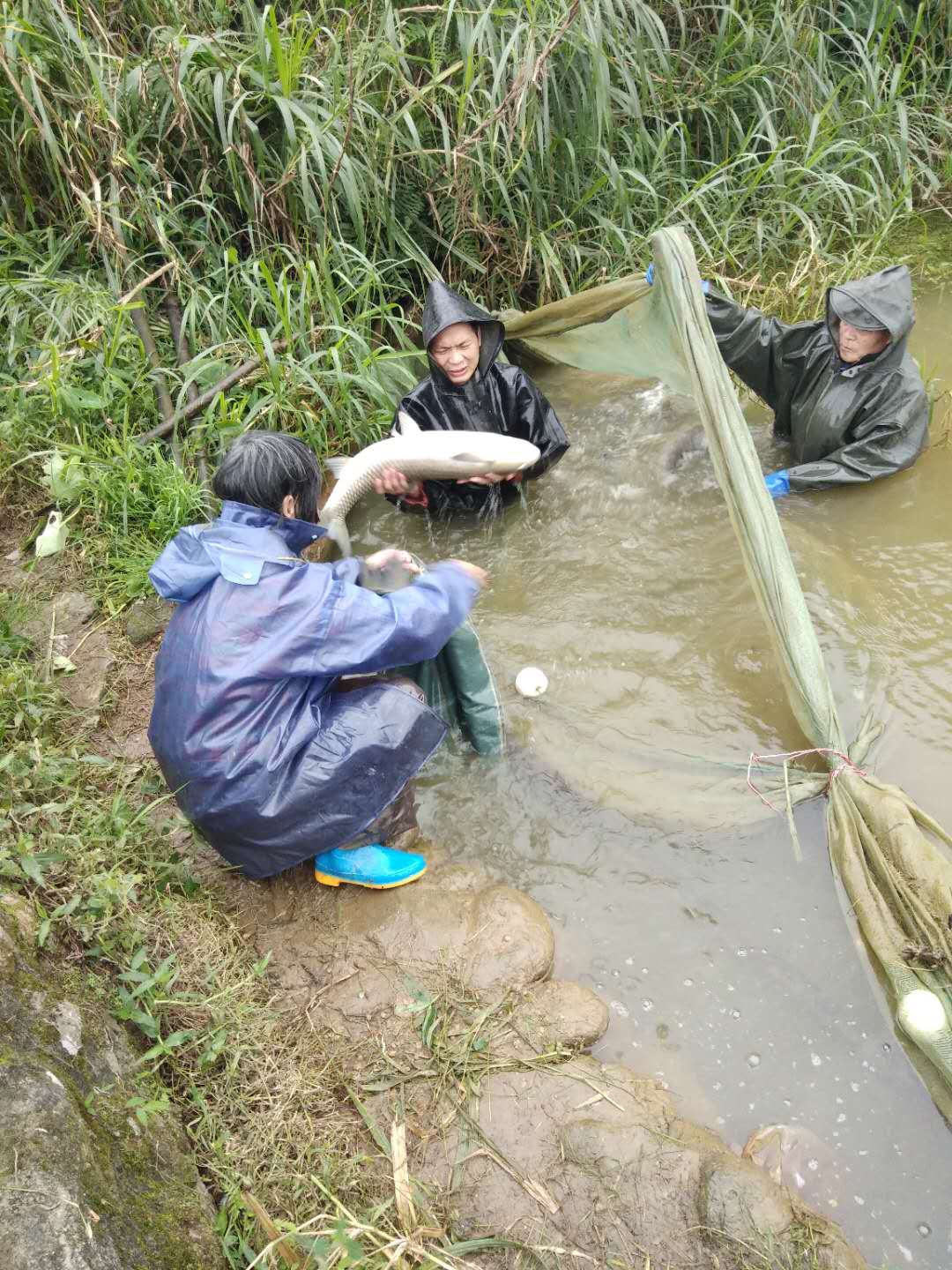 钦州市浦北县垌口村村民捕鱼现场.jpg