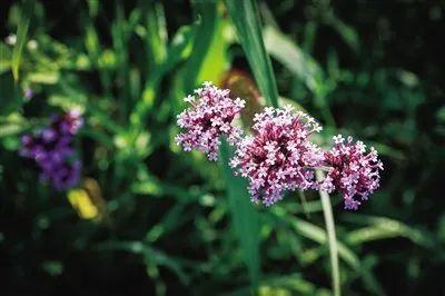 1596163487283303.jpeg 122.jpeg