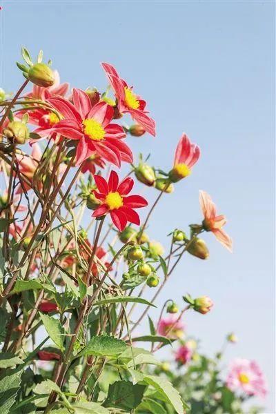 1596163498657534.jpeg 123.jpeg