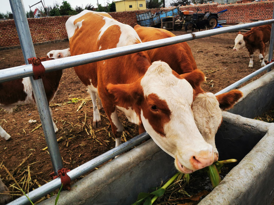  图为白吉林白乙拉家饲养的牛