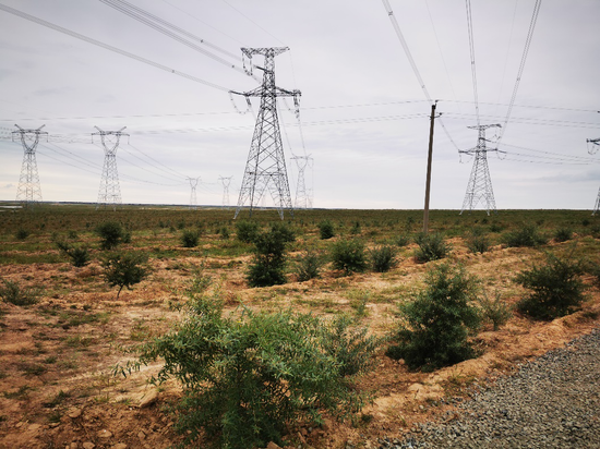 图为哈吐布其嘎查沙示范棘经济林试点