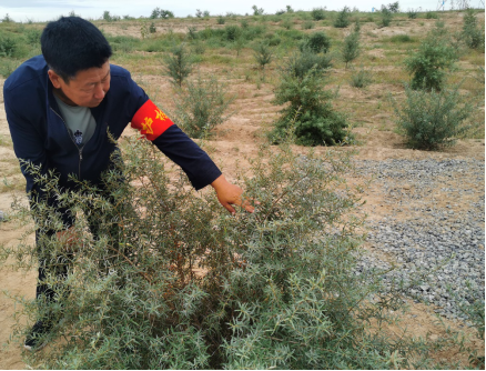  图为白吉林白乙拉巡查沙棘林