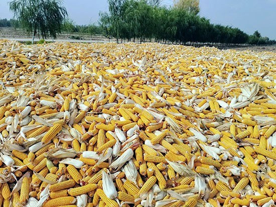 1602484885879378.jpg 1.jpg