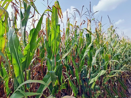 1602484966835586.jpg 8.jpg